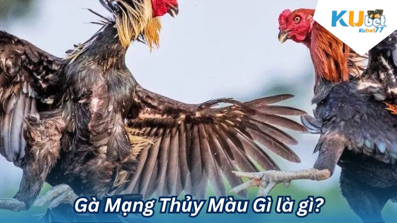 Gà Mạng Thủy Màu Gì là gì?