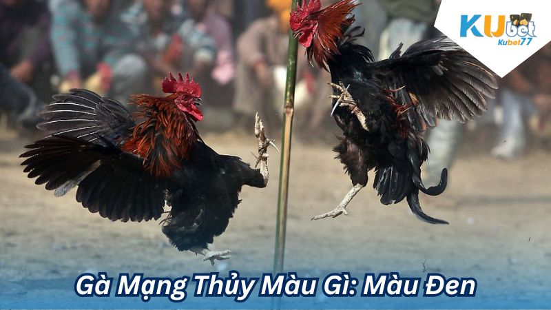 Gà Mạng Thủy Màu Gì: Màu Đen