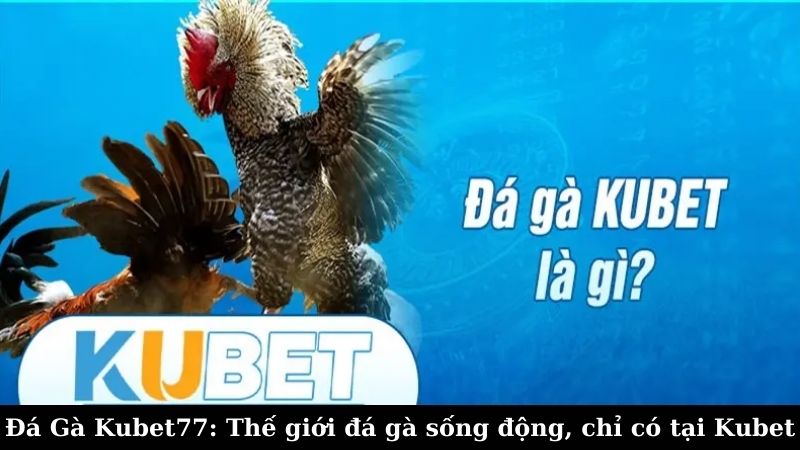 Hướng dẫn tham gia cá cược đá gà Kubet77