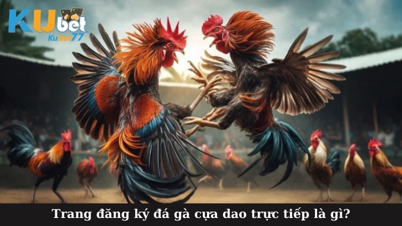 Trang đăng ký đá gà cựa dao trực tiếp là gì?